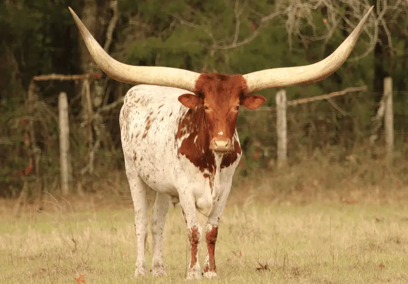 Brown And White Cow Breeds Top 10 Breeds Savvy Farm Life