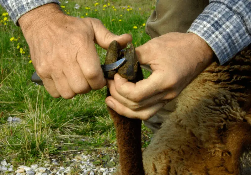 Sheep Hoof Care 101 Everything You Need To Know Savvy Farm Life