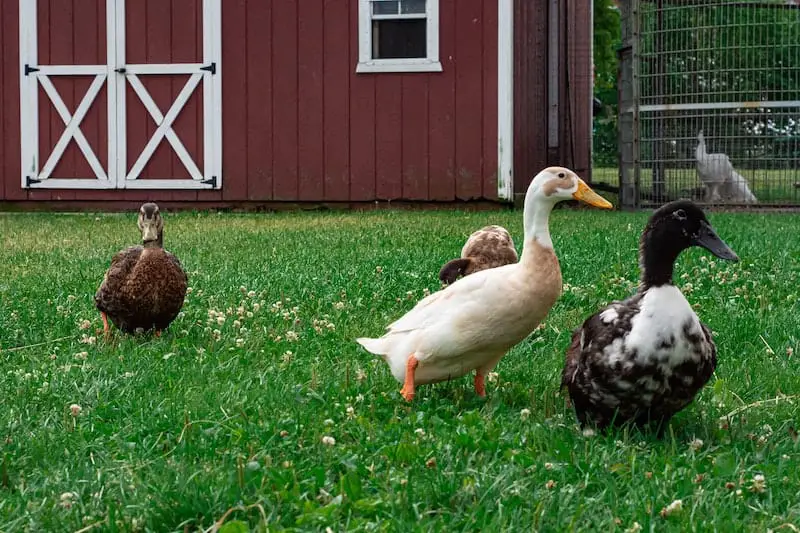 Do Ducks Need a Coop What You Need to Know Savvy Farm Life