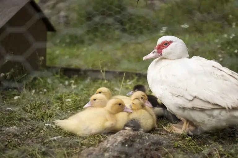 Do Ducks Need a Coop What You Need to Know Savvy Farm Life