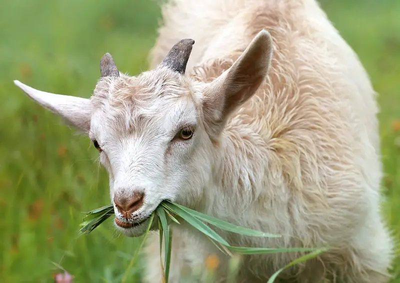 Do Goats Get Fleas? Essential Goat Care Savvy Farm Life