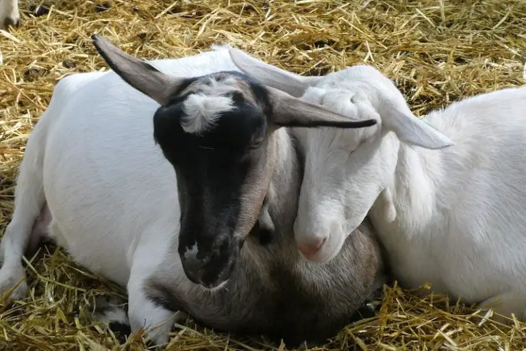 Do Goats Get Fleas? Essential Goat Care Savvy Farm Life