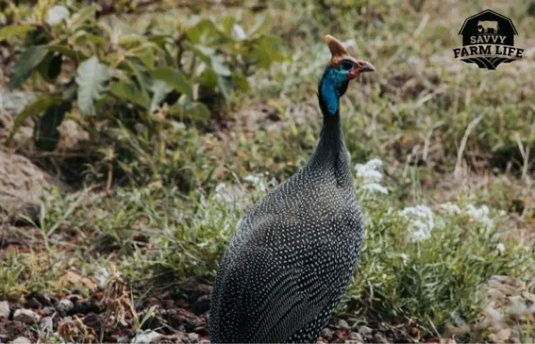 What Are the Best Livestock Guardian Animals? – Savvy Farm Life