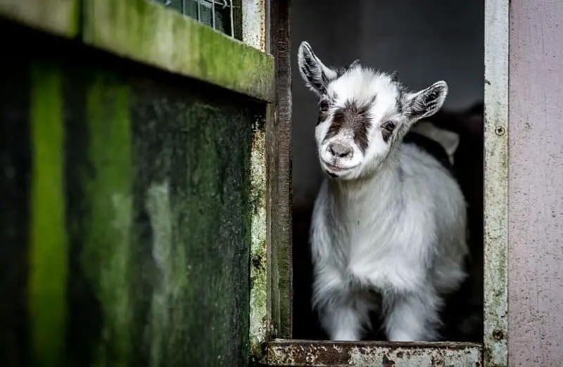How Much Do Pygmy Goats Cost? Buying Guide Savvy Farm Life