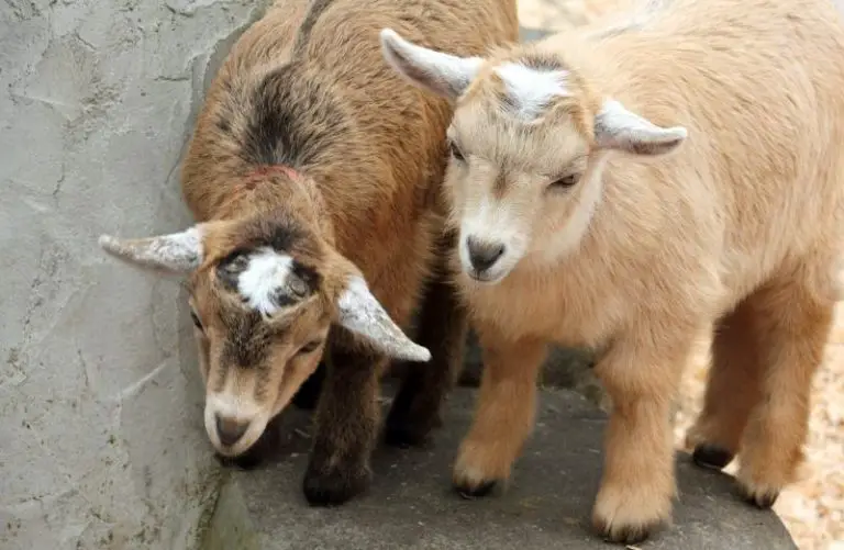 How Much Do Pygmy Goats Cost? Buying Guide Savvy Farm Life