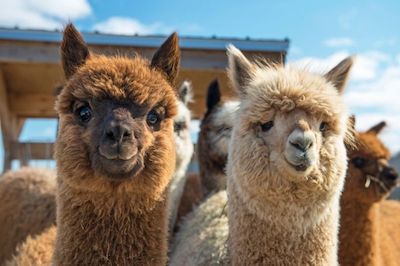 Do Alpacas Spit? Everything You Need to Know – Savvy Farm Life