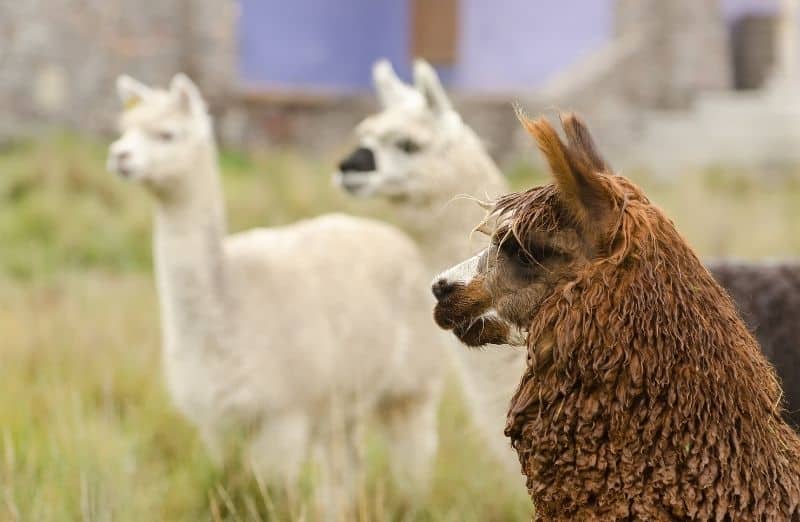 Do Alpacas Spit? Everything You Need to Know Savvy Farm Life