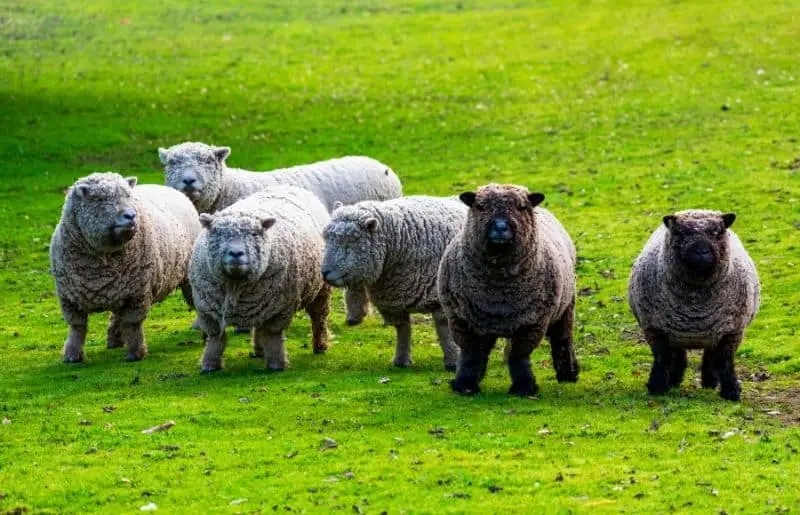 How Big Do Babydoll Sheep Get? What You Need to Know Savvy Farm Life