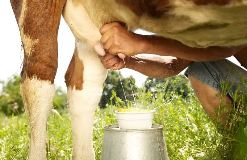 How Often Do Cows Produce Milk? – Savvy Farm Life