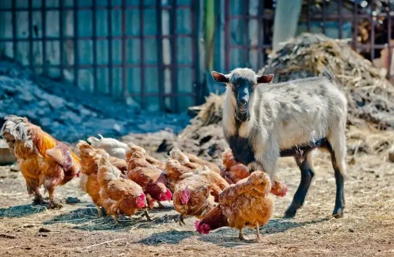 Do Goats Protect Chickens? What You Need to Know Savvy Farm Life