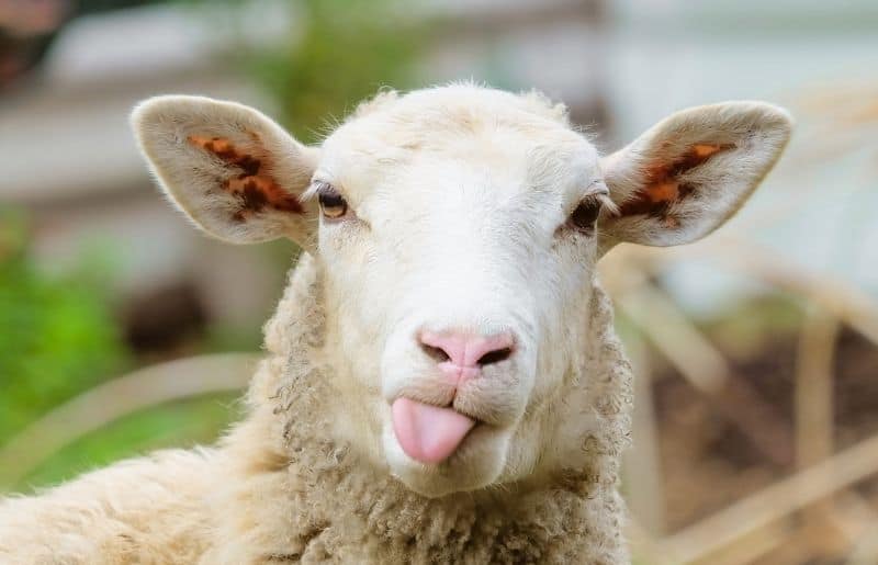 Can You Bathe a Sheep? What You Need to Know Savvy Farm Life
