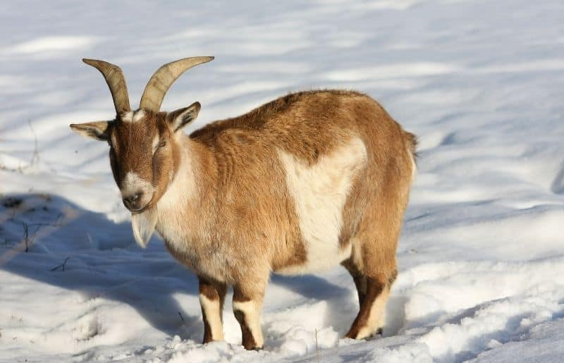 Do Goats Get Cold? Winter Goat Care Guide Savvy Farm Life
