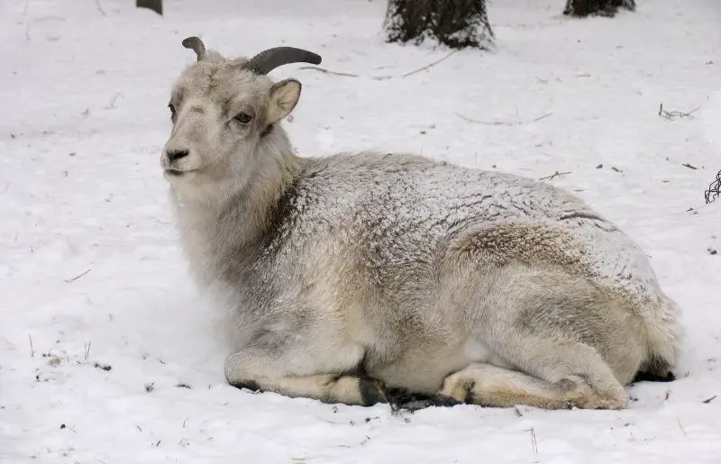 Do Goats Get Cold? Winter Goat Care Guide Savvy Farm Life
