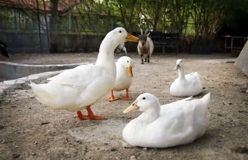 Do Ducks Get Lonely? What You Need to Know Savvy Farm Life
