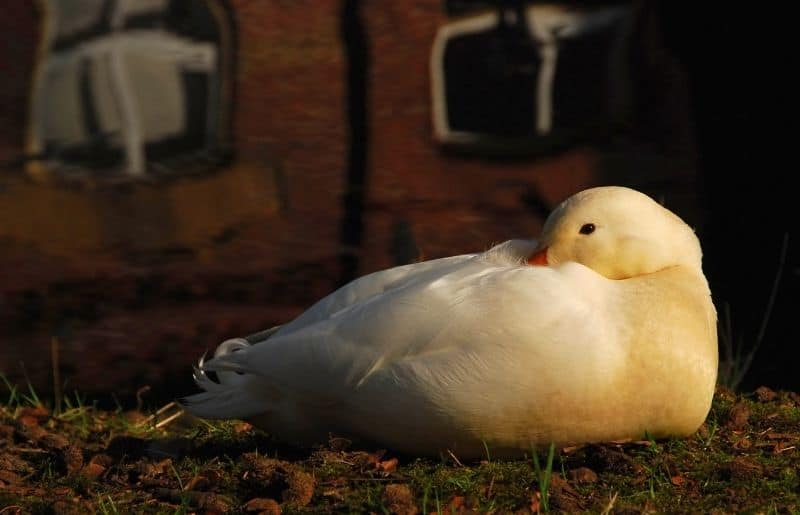 Do Ducks Get Lonely? What You Need to Know Savvy Farm Life