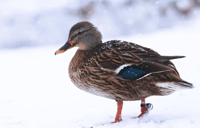 Do Ducks Get Cold? Essential Care Guide Savvy Farm Life