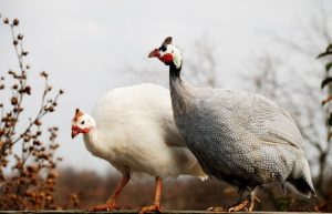 guinea fowl lifespan