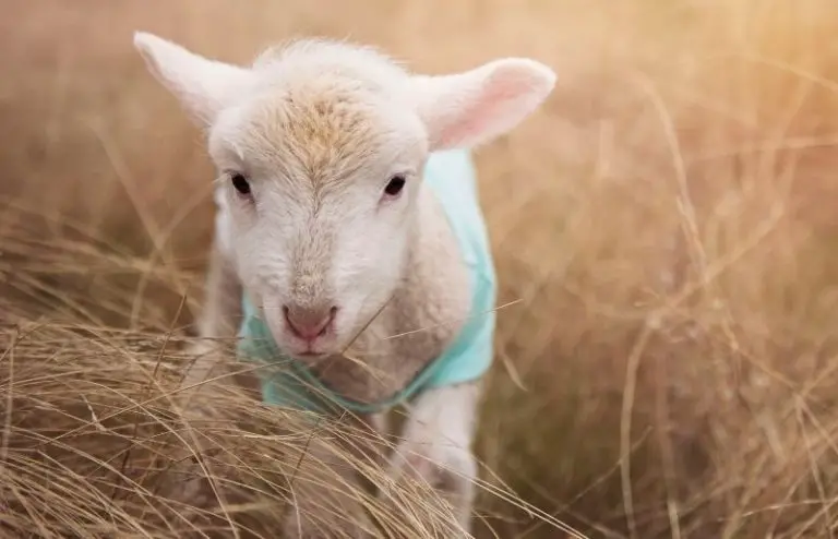 baby sheep teddy