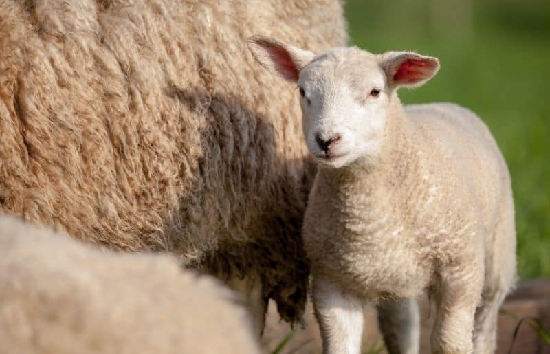 Baby Sheep What A Baby Sheep Is Called & Other Fun Facts Savvy Farm Life