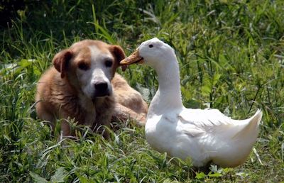 do ducks and dogs get along