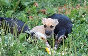 do ducks and dogs get along