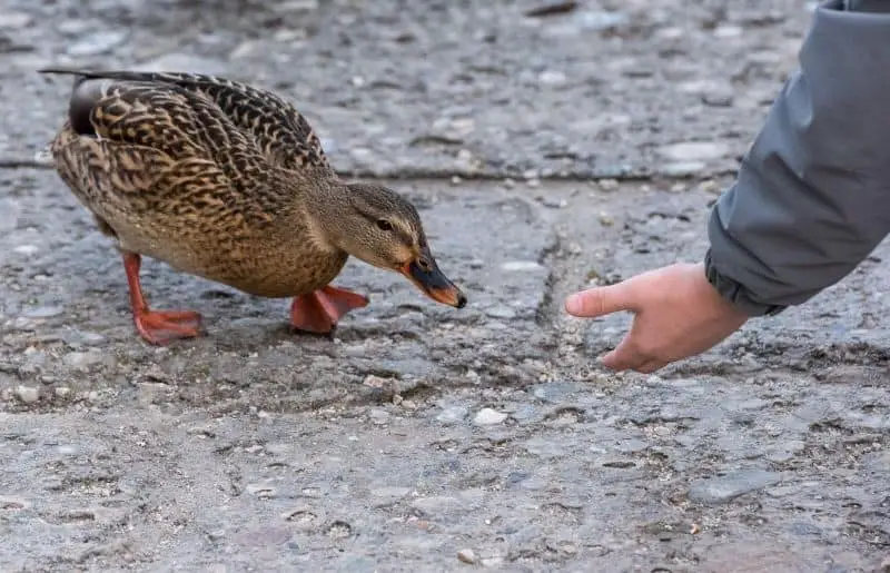 Do Ducks Bond With Humans? Savvy Farm Life