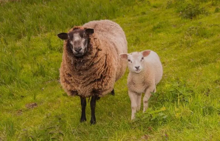 What A Female Sheep Is Called Interesting Female Sheep Facts Savvy 