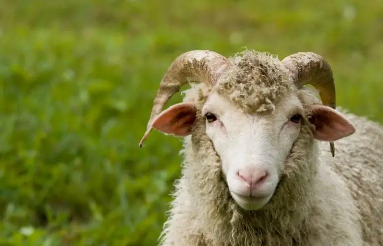 wether-sheep-definition-of-wether-sheep-unique-traits-savvy-farm-life