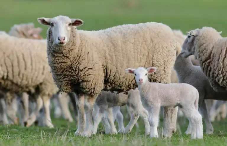 wether-sheep-definition-of-wether-sheep-unique-traits-savvy-farm-life