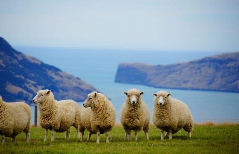Essential Sheep Terms Sheep Terminology Reference Guide Savvy Farm Life