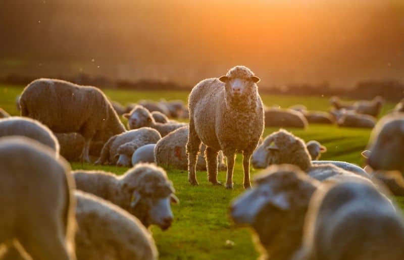 how-many-sheep-should-you-have-per-acre-essential-guide-savvy-farm-life