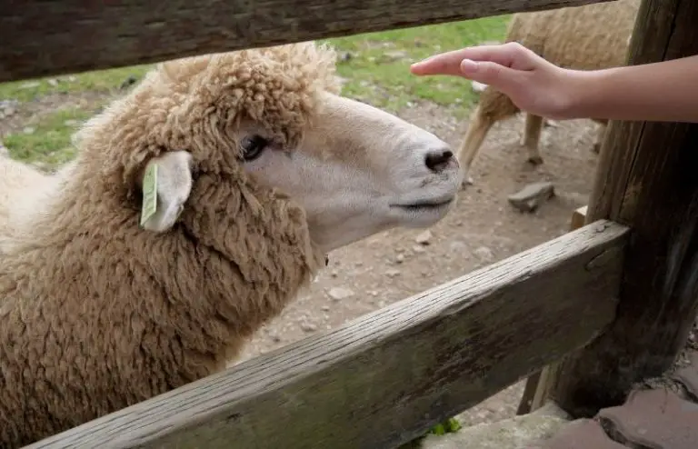 wether-sheep-definition-of-wether-sheep-unique-traits-savvy-farm-life