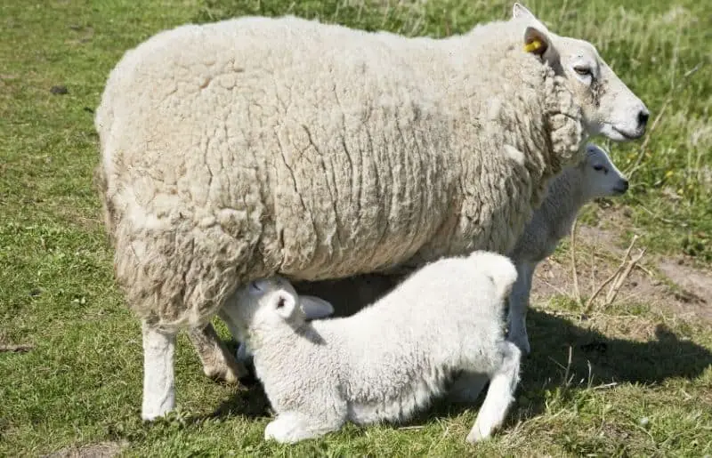 Essential Sheep Terms Sheep Terminology Reference Guide Savvy Farm Life