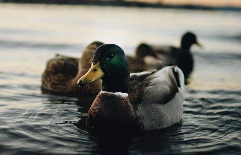 Do Ducks Bite? Everything You Need to Know Savvy Farm Life