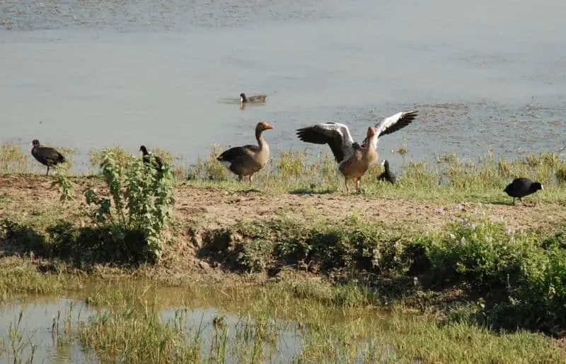 Do Ducks Bite? Everything You Need to Know Savvy Farm Life