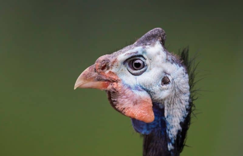 How To Care For Guinea Fowl Ultimate Guide For Beginners Savvy Farm Life