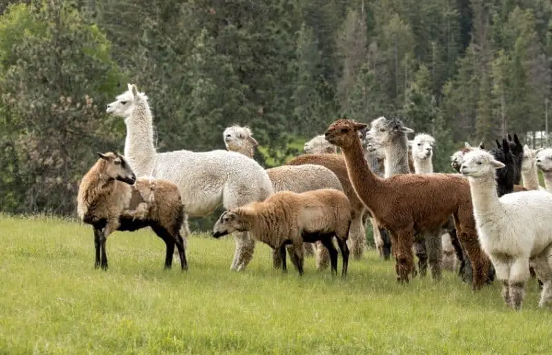 Can Alpacas Be Kept With Sheep Savvy Farm Life 9085