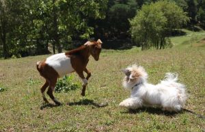 do goats and dogs get along