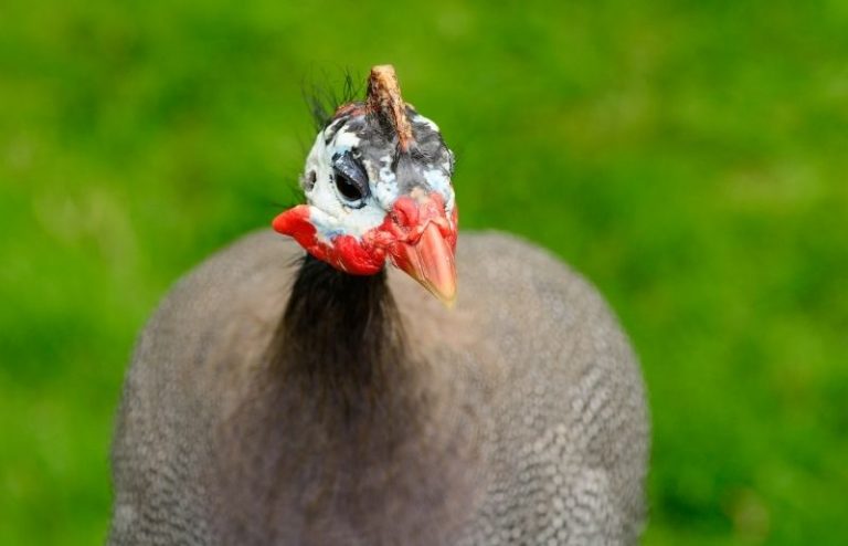 How to Protect Guinea Fowl From Predators – Savvy Farm Life