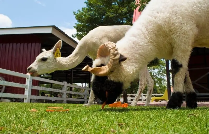 Can Alpacas Be Kept With Sheep? Savvy Farm Life