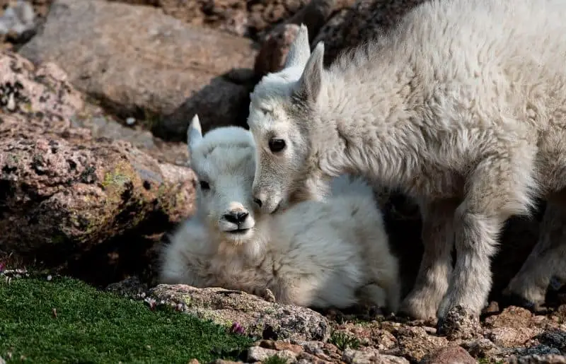 Goat Affection 10 Clear Ways Goats Show Affection Savvy Farm Life