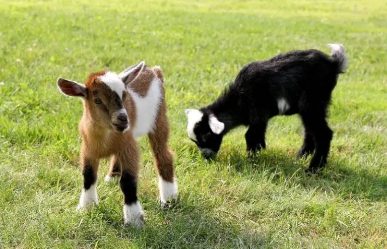 When Do Baby Goats Start Eating Grain? – Savvy Farm Life