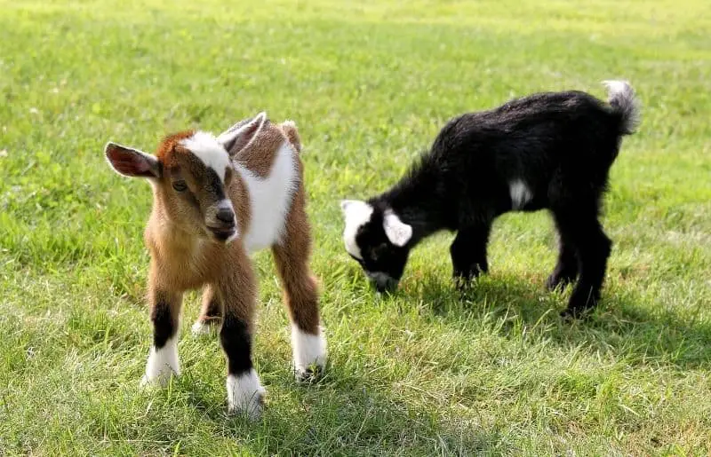 When Do Baby Goats Start Eating Grain? Savvy Farm Life