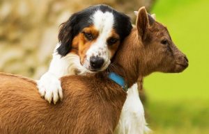 Do Goats And Dogs Get Along? (Essential Guide) – Savvy Farm Life