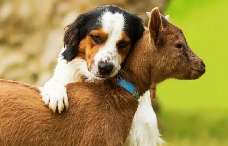 do-goats-and-dogs-get-along-essential-guide-savvy-farm-life