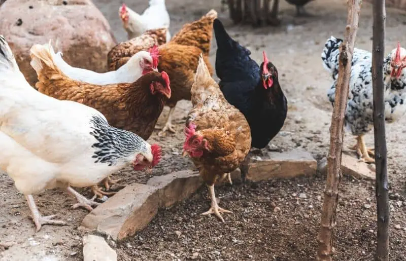 Can Chickens and Rabbits Live Together? Complete Guide Savvy Farm Life