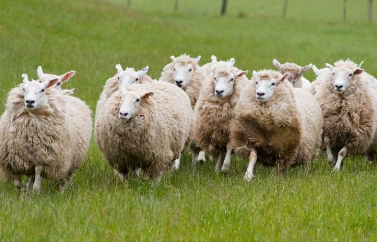 How Do Sheep Protect Themselves? Essential Guide – Savvy Farm Life