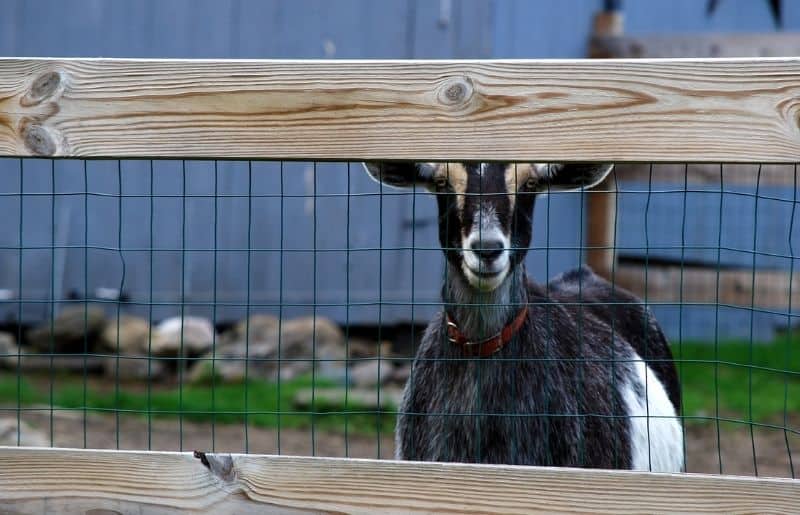 What Goats Need In Their Pen Complete List Savvy Farm Life
