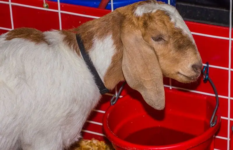 What Goats Need In Their Pen Complete List Savvy Farm Life