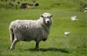 American Cormo sheep breed